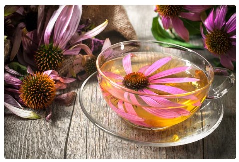 Echinacea Tea