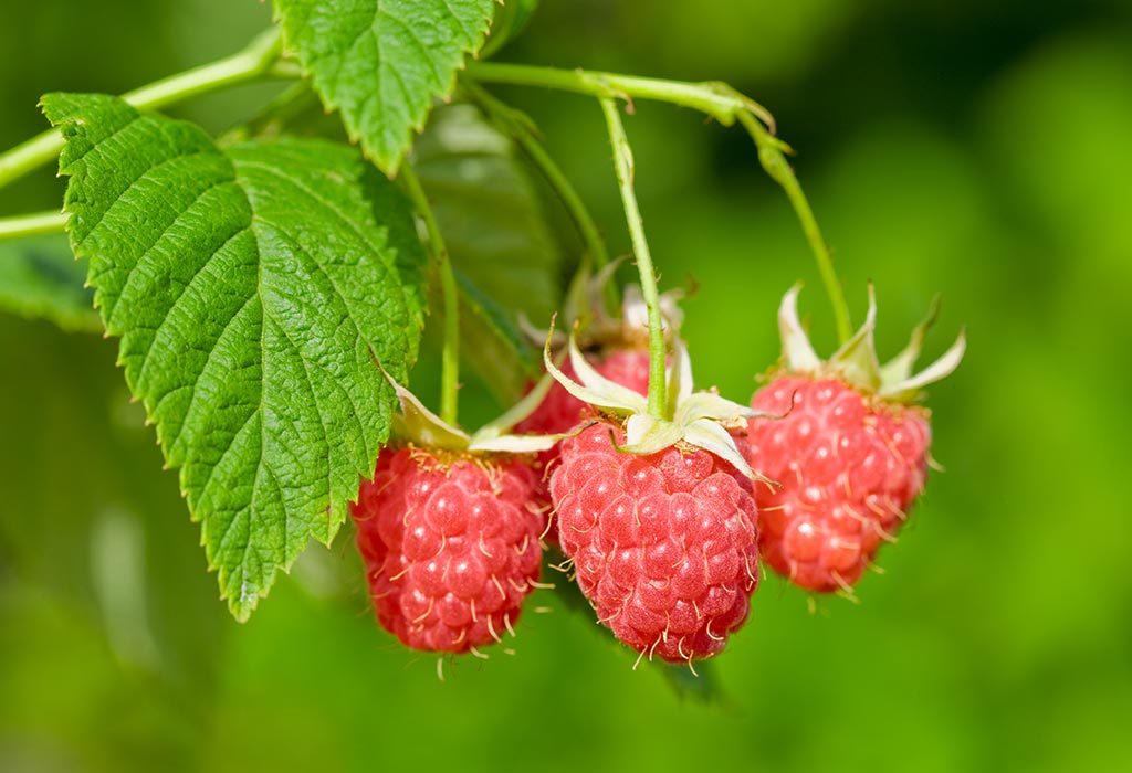 Red Raspberry Leaf