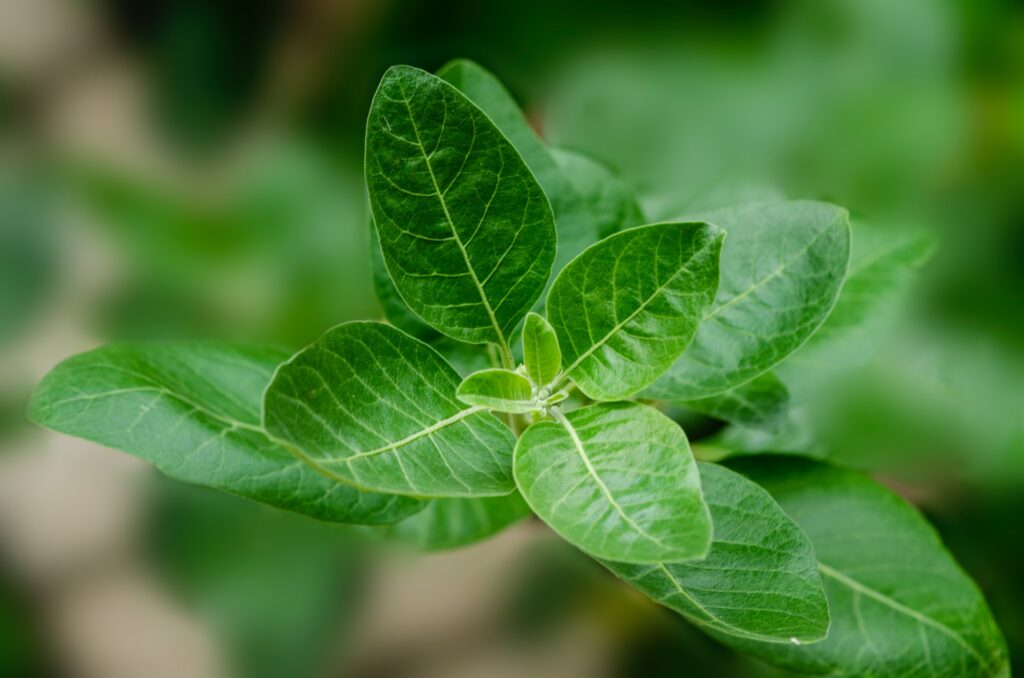 Ashwaganda plant